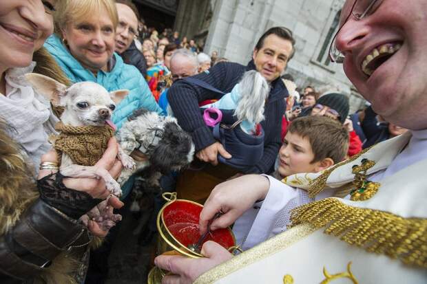 В Бельгии проводят церемонии благословения животных