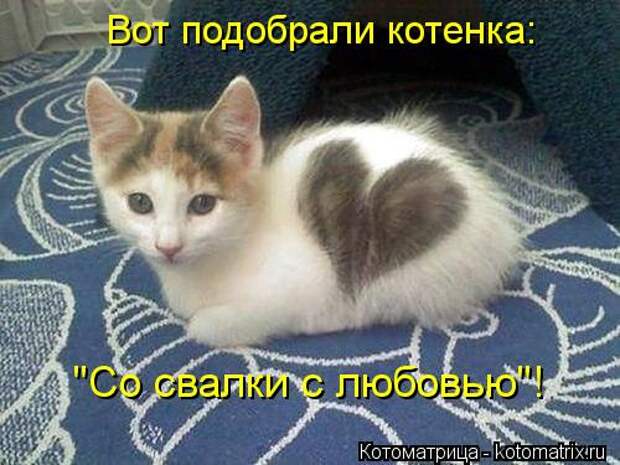 Котоматрица: Вот подобрали котенка: "Со свалки с любовью"!