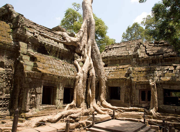 Камбоджийский храм Та Пром (Ta Prohm) и гигантские деревья