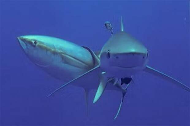 Ученые выяснили, что некоторые рыбы регулярно «чешутся» об акул