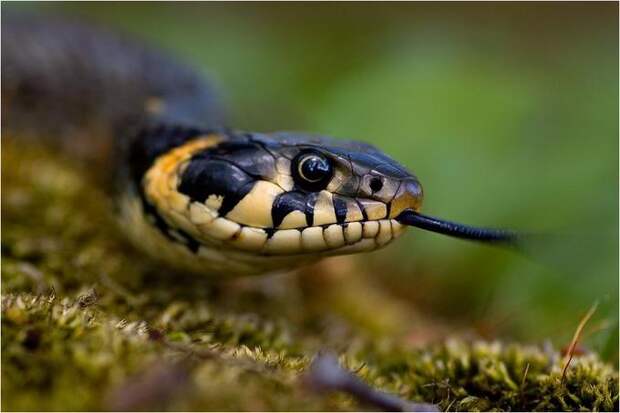 Безобидны ли неядовитые змеи?