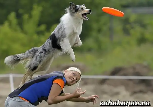 Фрисби для собак. Что это такое, виды и цена тарелки фрисби