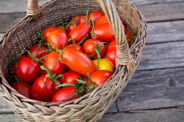 Урожай грунтовых томатов станет отличным осенним подспорьем