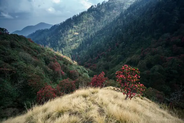 Сок и цвет природы Непала
