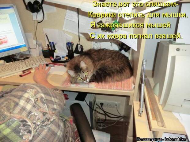 Лучшие котоматрицы недели (50 фото)