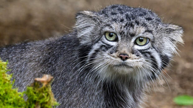 Время любви: манулам Шу и Пепе устроили первое свидание в Ленинградском зоопарке