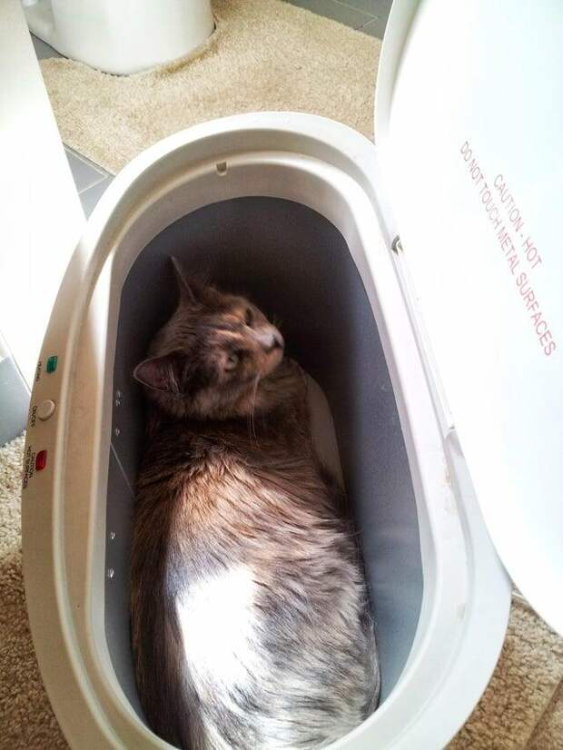 Шкодливые и наглые котики, от которых не стоит ждать ничего хорошего
