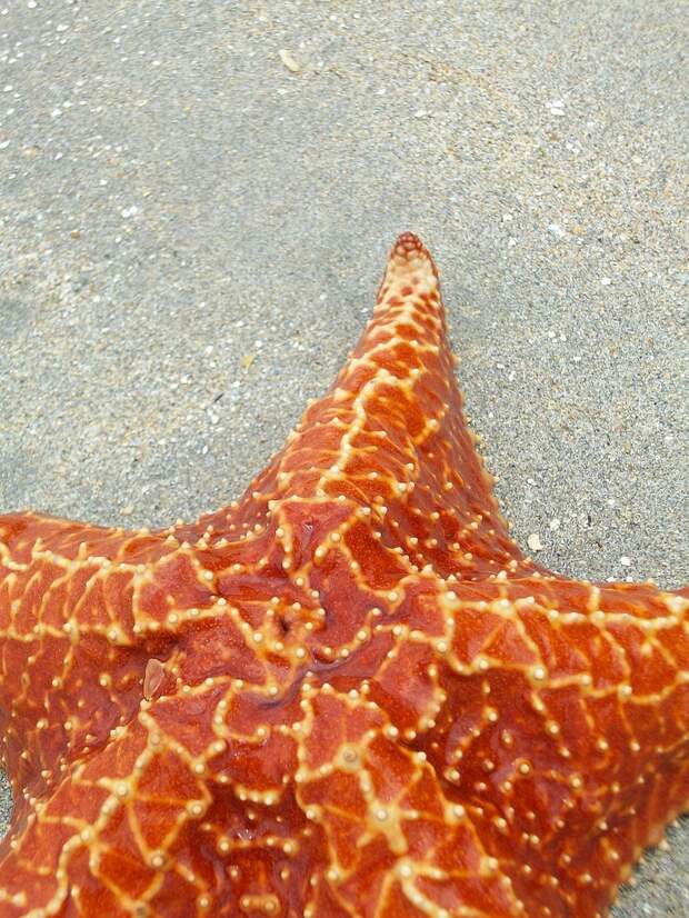 Какая звезда обитает в море. Пляж морских звезд — бока дель Драго. Морская звезда. Гигантская морская звезда. Самые большие морские звезды.