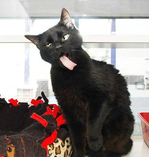 чёрный кот с языком наружу