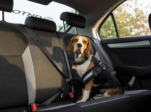 Что нужно знать, если вы едете с собакой за границу на машине?