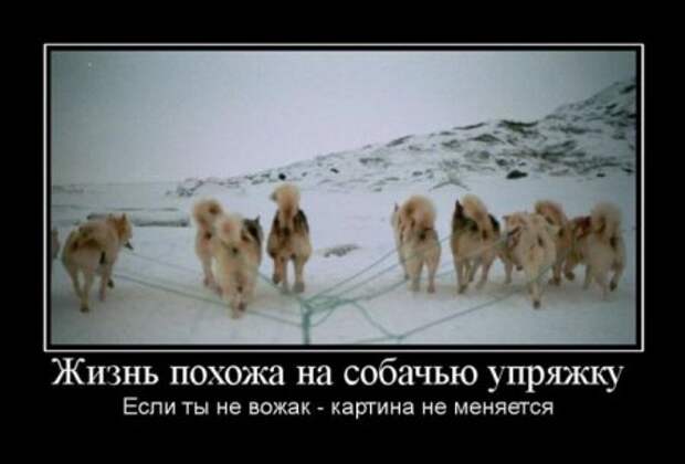 Прикольные демотиваторы и всегда во время.