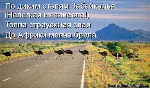 Лучшие котоматрицы недели (50 фото)