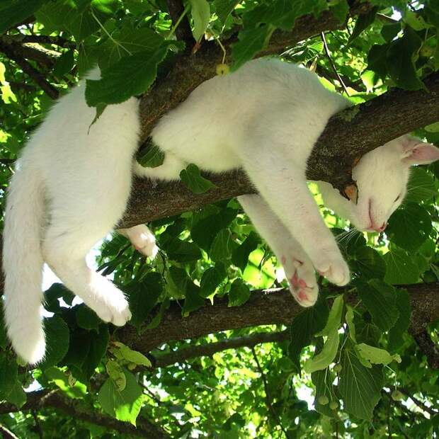 8 Фото кошек, которые овладели искусством сна на деревьях
