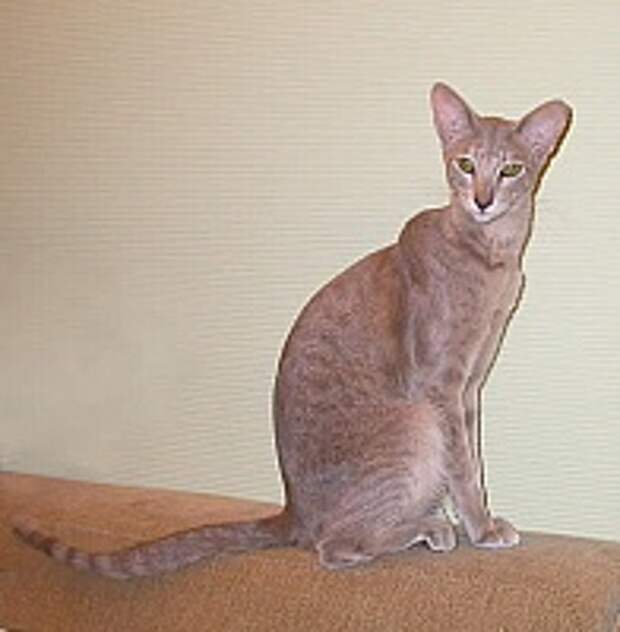 Кошки и Котята 180