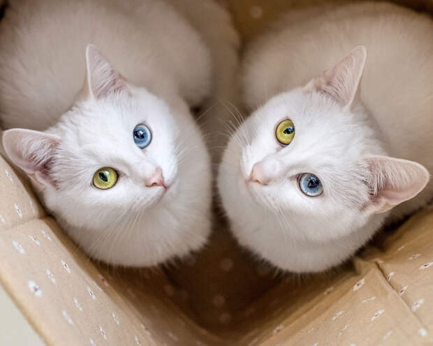 Белые кошки с разными глазами