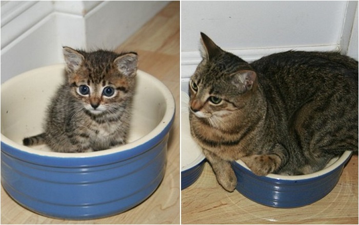 Незначительные изменения кошки.