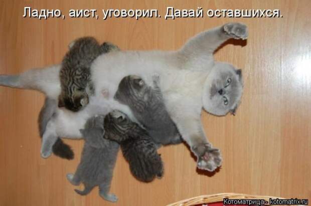Лучшие котоматрицы недели