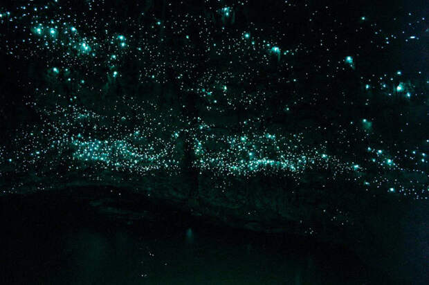 waitomo-glowworm-caves-new-zealand-1