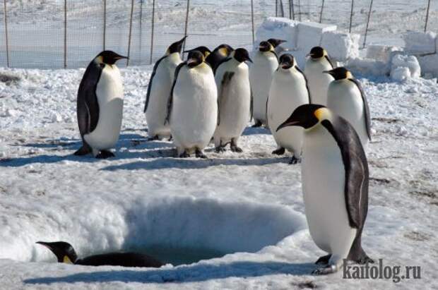 Приколы про пингвинов (30 фото) Приколы про пингвинов (30 фото)