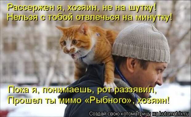 Свежая котоматрица для хорошего настроения (31 фото)