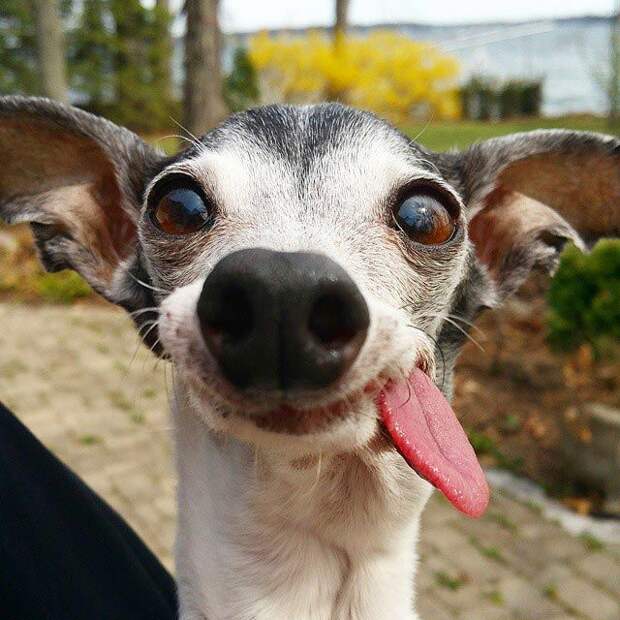 Zappa dog, двойник Сида из Ледникового периода, собака Заппа, собака с высунутым языком