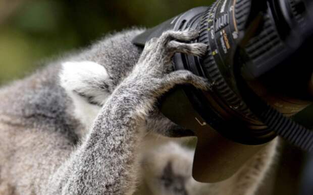 В Эдинбургском зоопарке, Шотландия лемуру разрешили рассмотреть фотоаппарат.