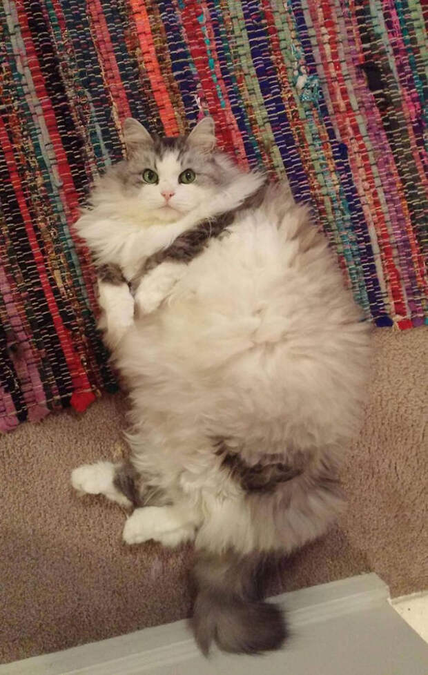 cutestpaw.com