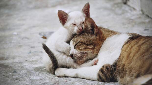 Бездомная кошка с котенком
