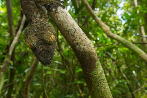 Mandatory Credit: Photo by Sam Rowley/Solent News/REX Shutterstock (5145992i) Gecko Gecko appears to be grinning, Nosy Mangabe Island, Africa - Sep 2015 *Full story: http://www.rexfeatures.com/nanolink/r3uh A sneaky gecko tries to hide itself with camouflage against a tree - only to jump up and do its best impression of Kermit the Frog. The foot-long creature cleverly disguises itself to warn off predators in the shape of Coua birds circling in the tree tops. However, upon realising its veil has been broken, the large gecko soon reveals itself to be a comedy character. Cheekily, it hangs from a branch of the tree before revealing a large grin much like the infamous Muppet creation. Photographer Sam Rowley, a third-year biology student at Bristol University, spotted the gecko on a trip to Nosy Mangabe Island just off the coast of Madagascar in Africa. The 20-year-old Londoner said: "They are usually only a few metres off the ground on a trunk, making it easier to spot. "Nosy Mangabe is the best place to see them as there are fewer predatory couas, a large species of bird, present. You need a lot of luck.