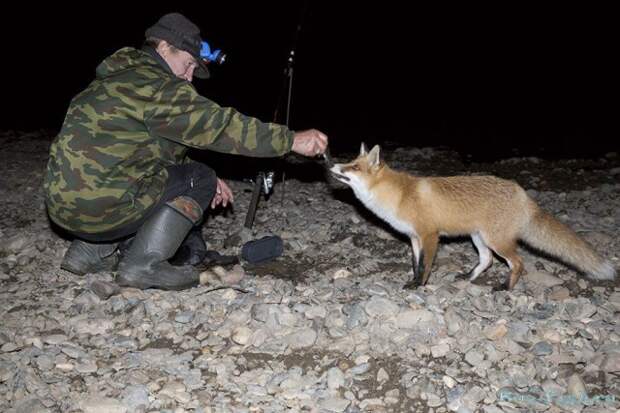 Ночная гостья на рыбалке, рыжая, наглая животные, лиса