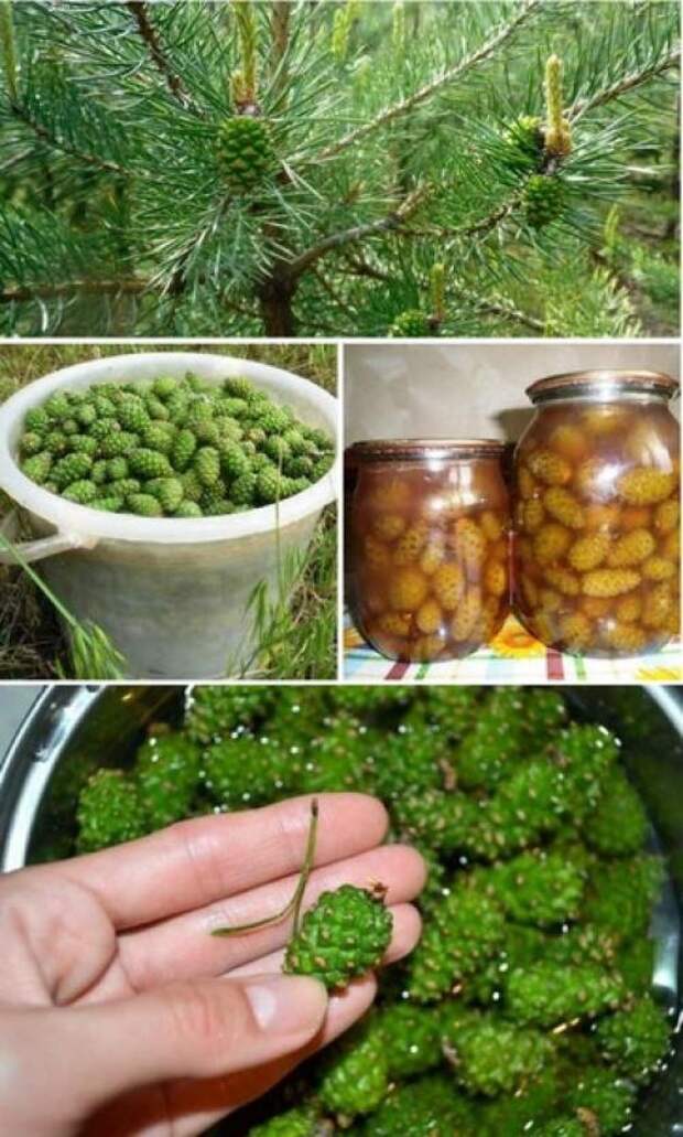 Лечение сосновыми шишками.