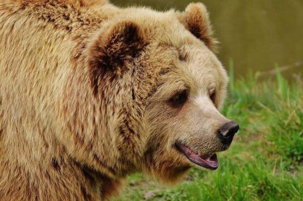 В зоопарке женщина бросила свою дочку в вольер к медведю