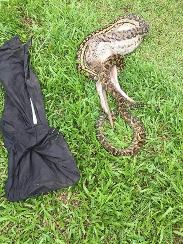 Кенгуру не повезло встретиться с крупнейшей змеей Австралии