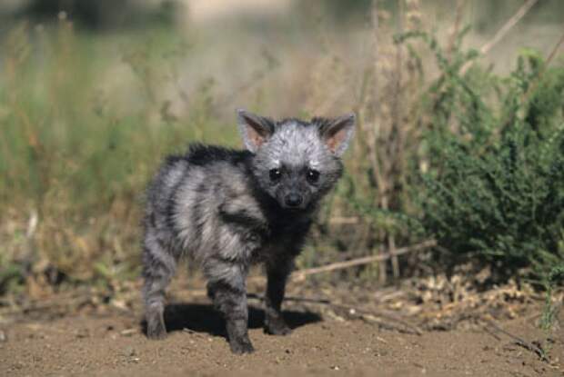 aardwolf-земляной-волк