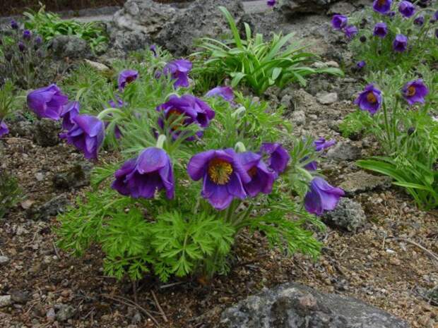 Прострел Турчанинова (Pulsatilla turczaninovii)