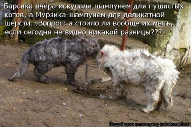 Котоматрица, прикольные коты с надписями.