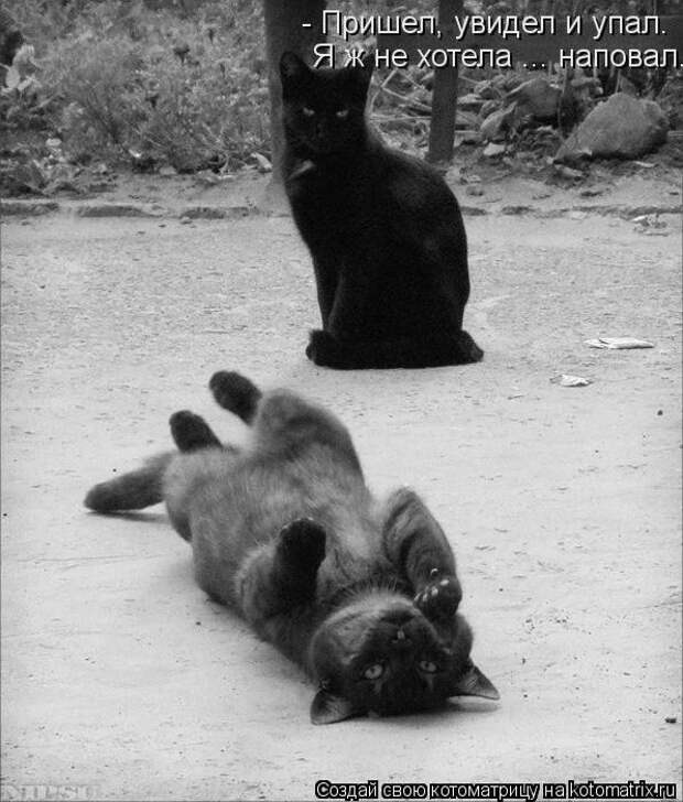 Котоматрица №33