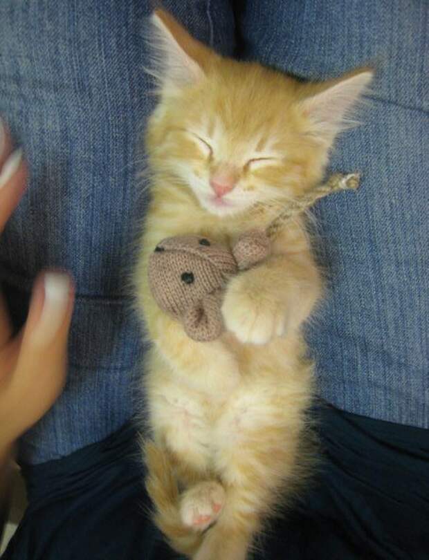 кошка очень хочет спать 