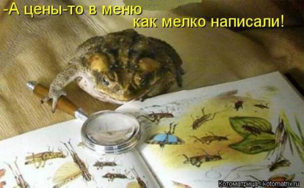 Котоматрицы(картинки с надписями)