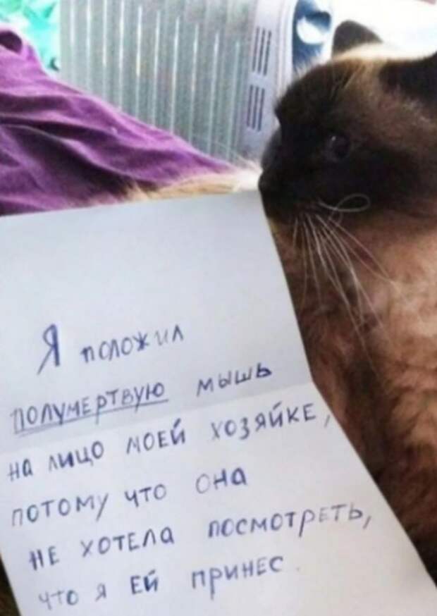 Пользователи рассказали, в чем провинились их коты