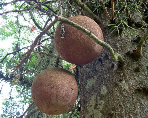 Курупита гвианская или «дерево пушечных ядер» (лат. Couroupita guianensis) (англ. Cannonball Tree)