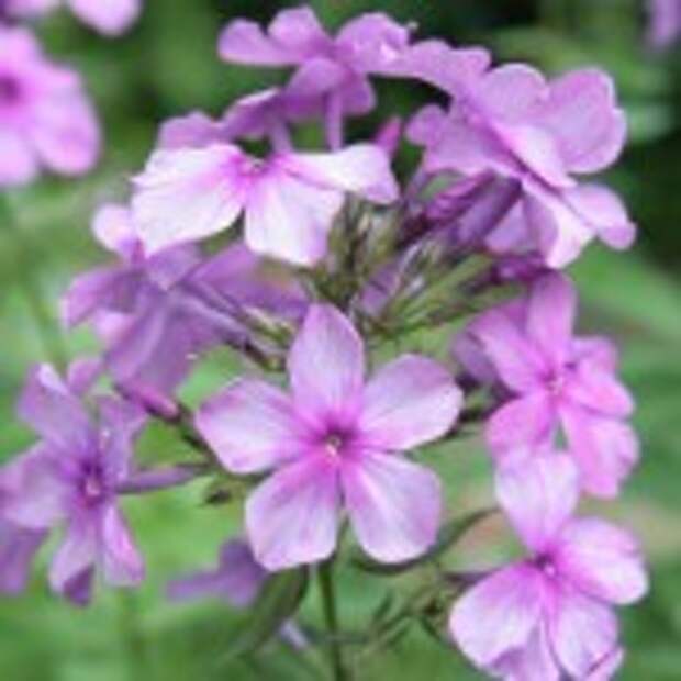 Флоксы