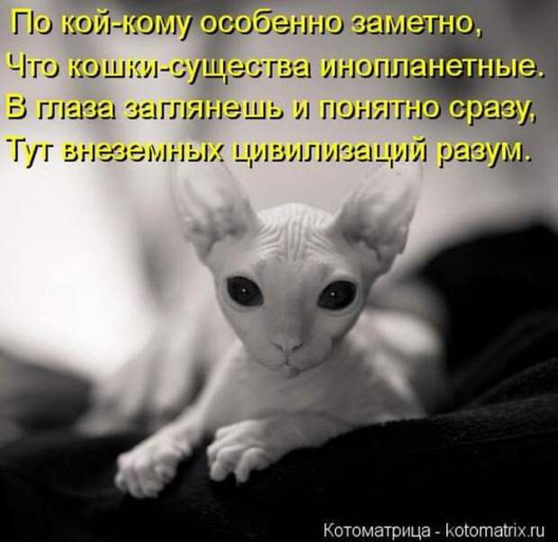 Котоматрицы(картинки с надписями)