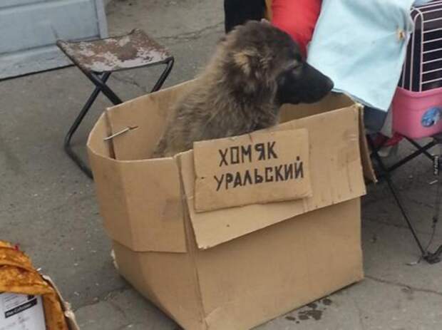 Такое возможно только в России маразмы, россия, юмор