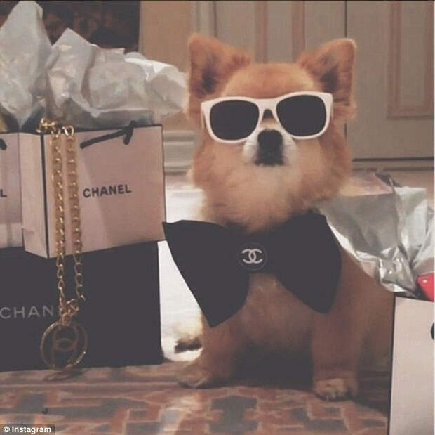 Rich Dogs из Instagram – блог для супербогатых собак (9 фото) Rich Dogs из Instagram