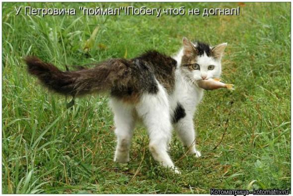 Котоматрицы (картинки с надписями)