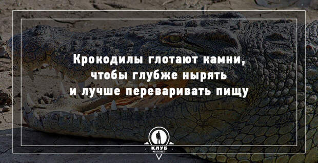 15 удивительных фактов о животных 15 удивительных фактов о животных животные, факты