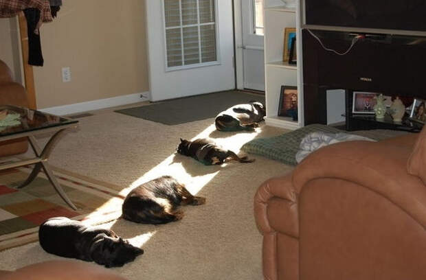 животные пригрелись в лучах солнца