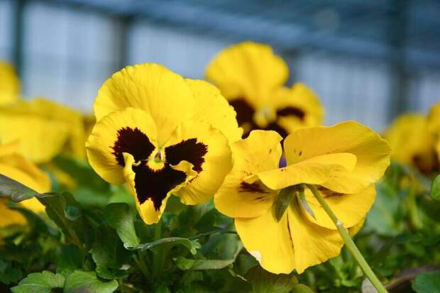 В центре Симферополя устанавливают 700 цветочных кашпо