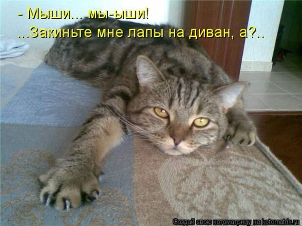 Лучшие котоматрицы недели